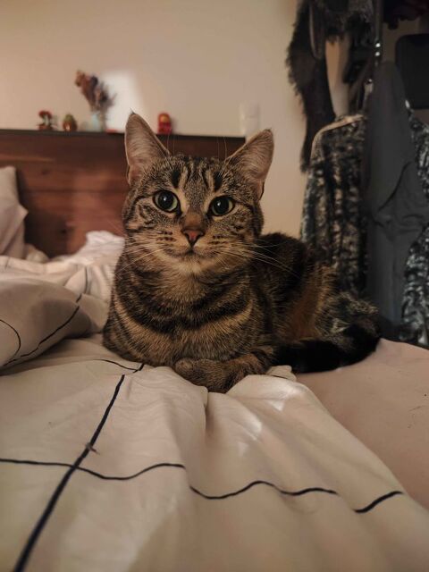 Mira 210 44000 Nantes