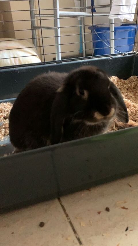Lapin blier 47600 Nrac