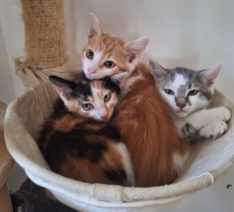 Arbres &agrave; chatons 1 34500 Béziers