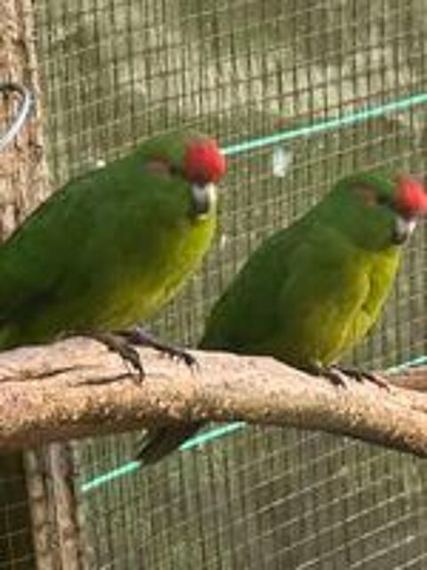   Jeune couple kakariki 