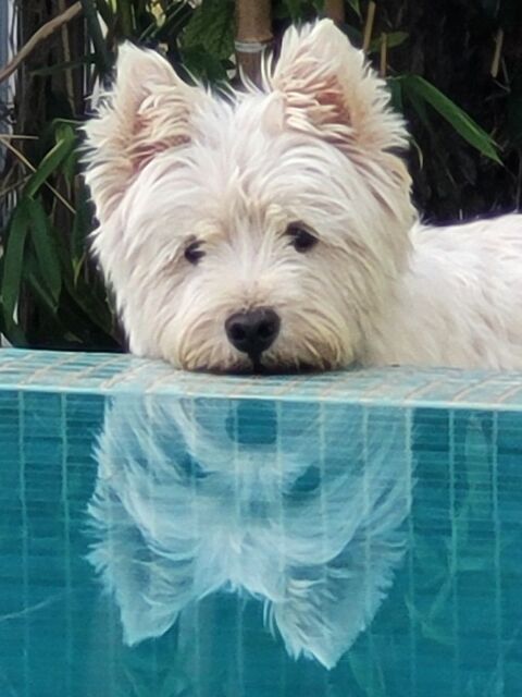  Villa  louer 5 pices 150 m