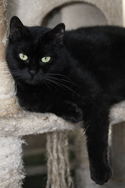 NOISETTE FEMELLE NOIRE 6 ANS 195 92260 Fontenay-aux-roses