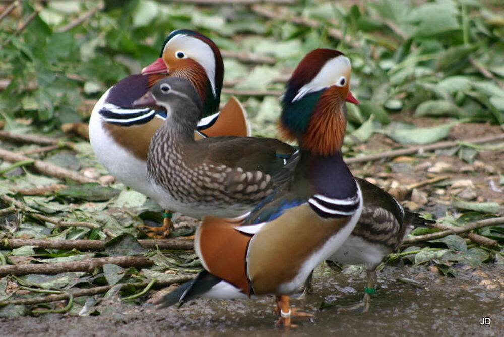   canards d'ornements carolin mandarin sarcelle 