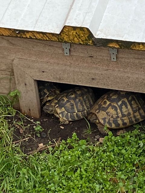 Bbs Tortues de race Hermann 30000 Nmes