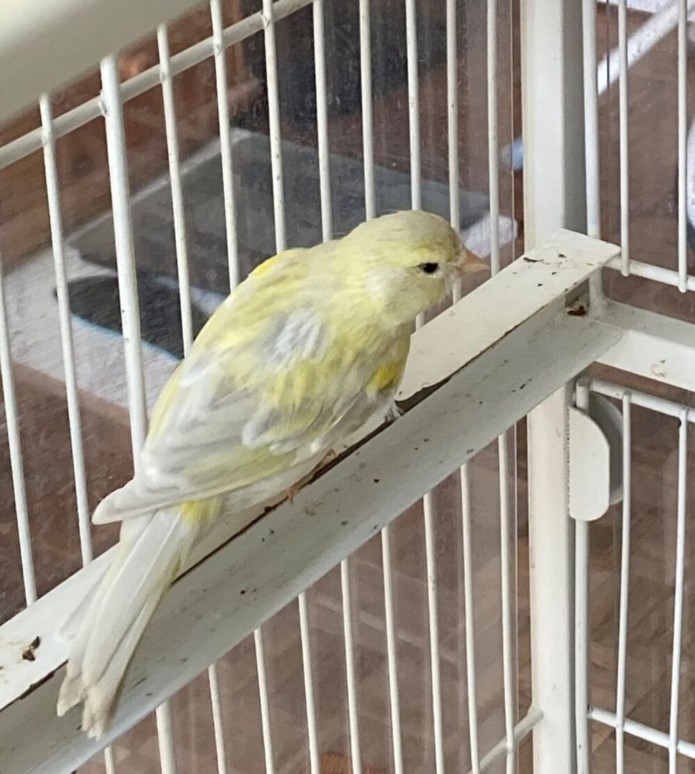   Canaris 