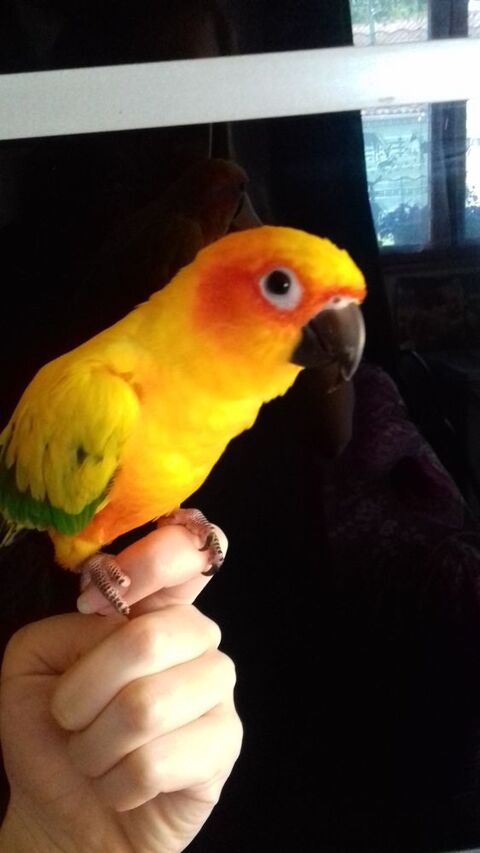 Conure soleil eam 250 86430 Adriers
