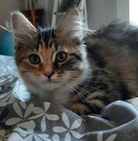   Femelle Siberienne hypoallergenique LOOF 