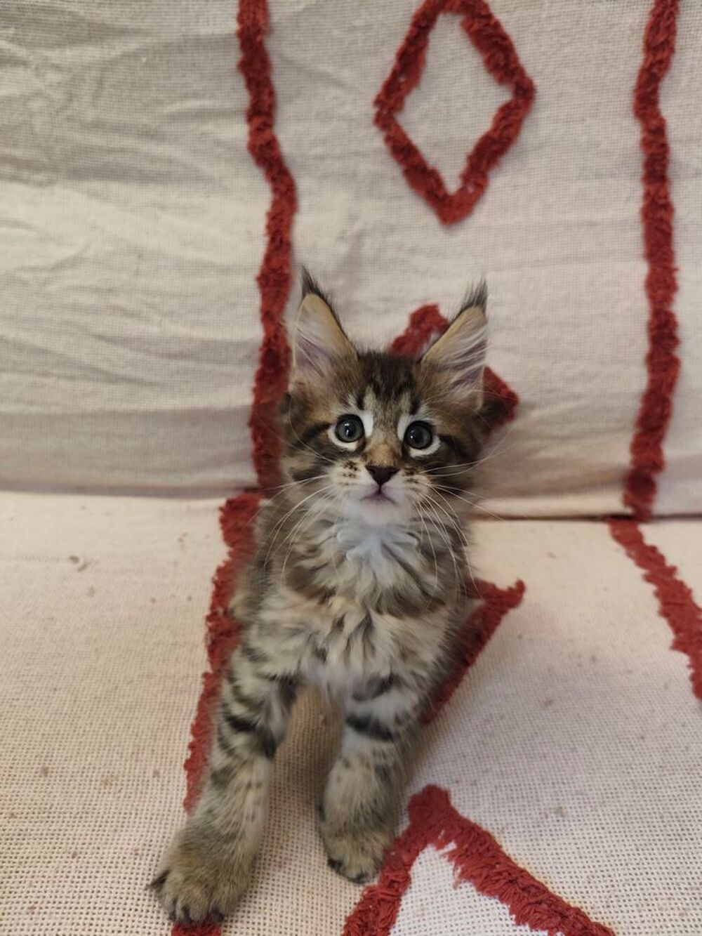   Chaton Maine Coon à réserver  