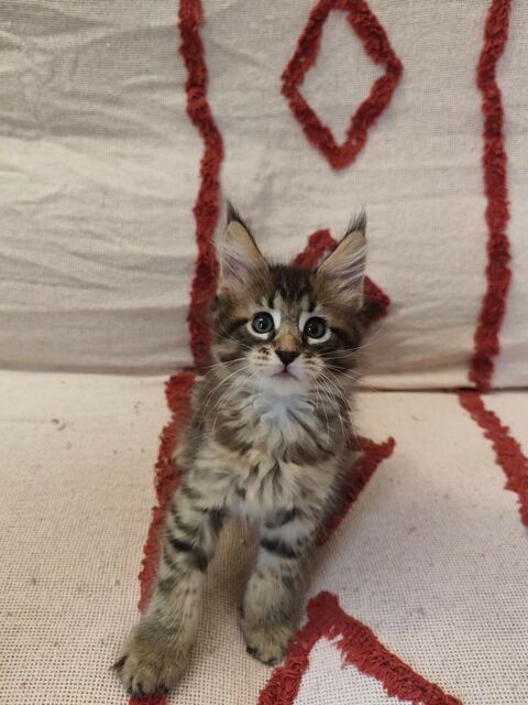 Chaton Maine Coon &agrave; r&eacute;server 1100 30200 Saint-nazaire