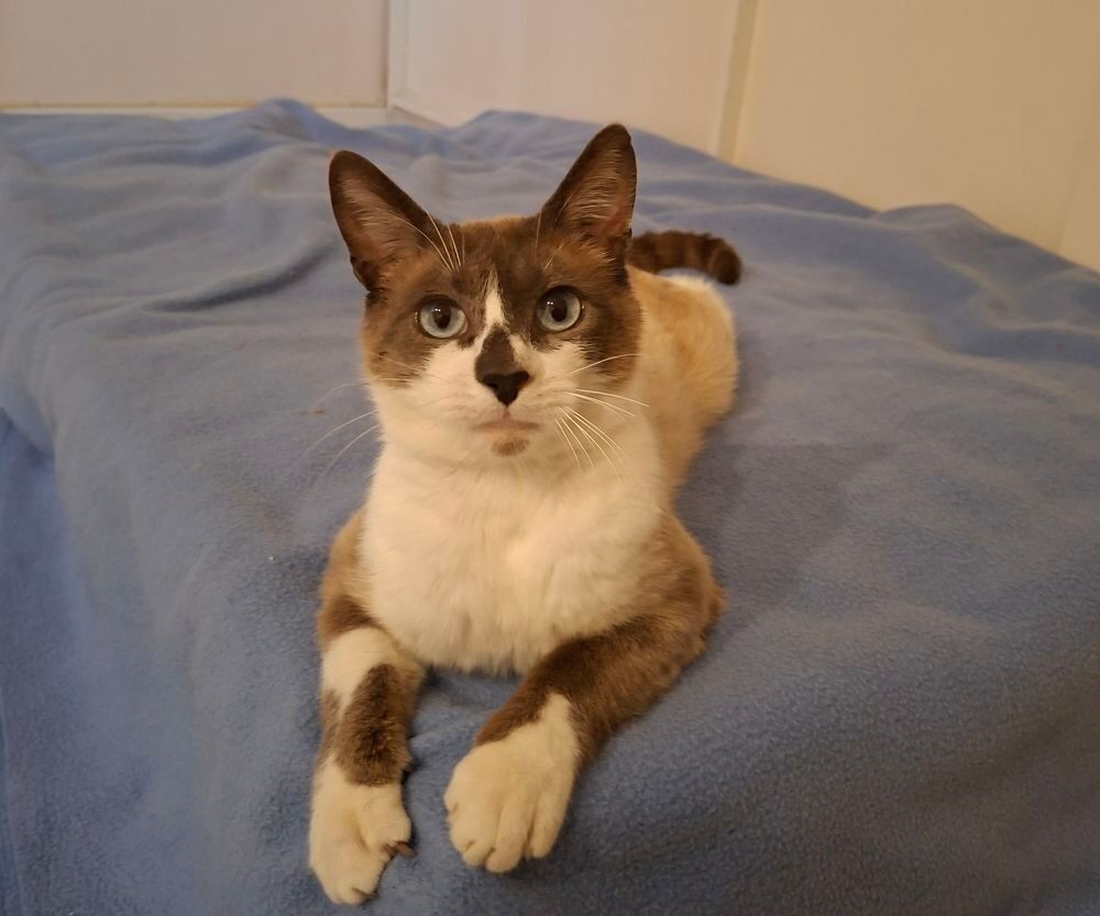   Naboo adorable coeur à prendre 