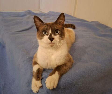 Naboo adorable coeur &agrave; prendre 190 91170 Viry-châtillon