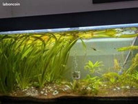   Aquarium Juwel Rio 240 Litres Complet 