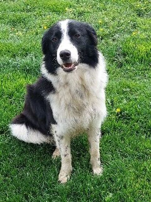 Border collie 0 71330 Simard