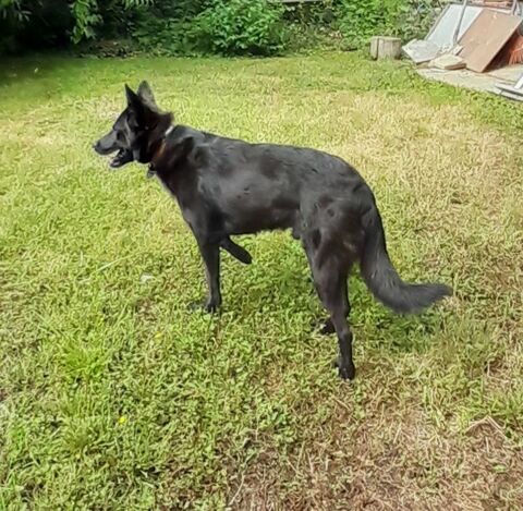 Sisko cherche famille d'accueil . 0 32130 Samatan