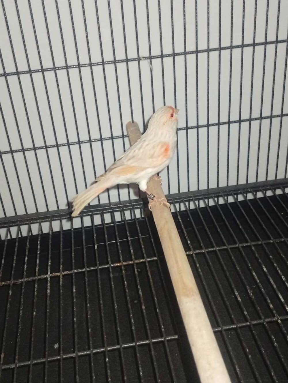   Canari isabelle mosa�que rouge  
