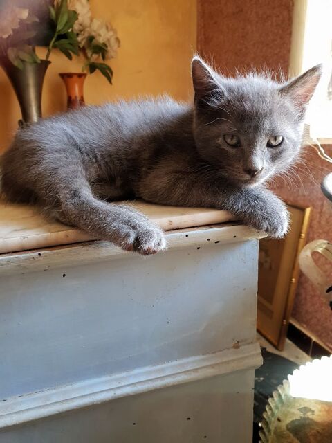 Beaux chatons à donner gratuitement, sportifs et affectueux 0 30300 Beaucaire