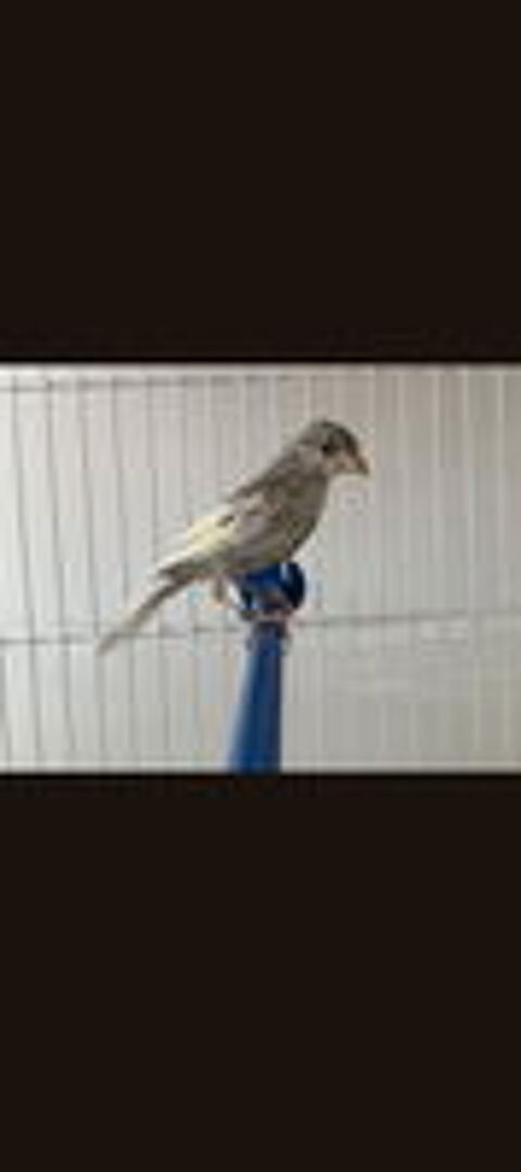   Canari raza 