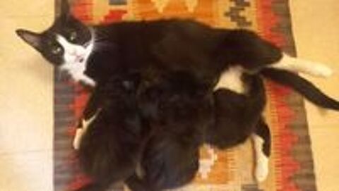   Magnifiques chatons  