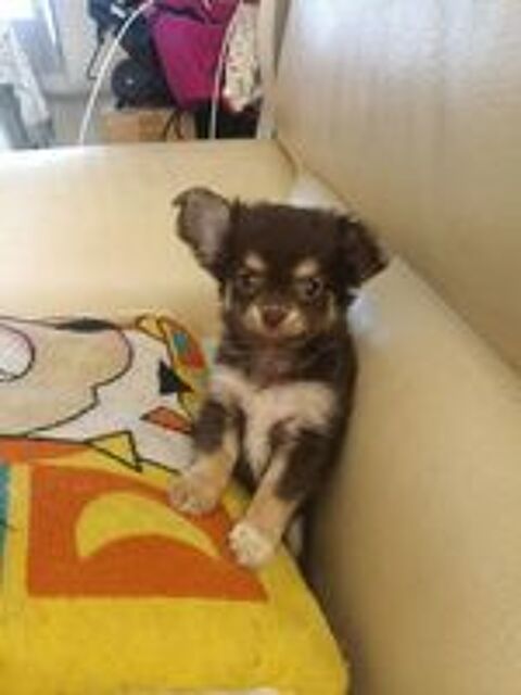   Chihuahua a reserver 