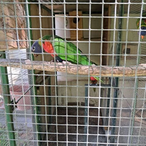 Loris de Swinson 250 40360 Donzacq