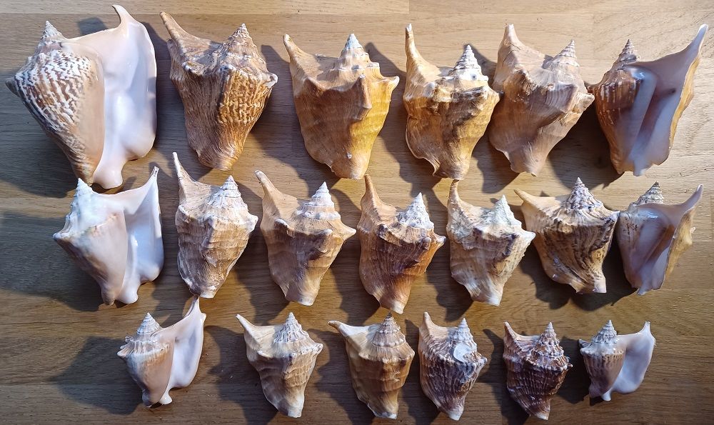 Lot 19 coquillage 
