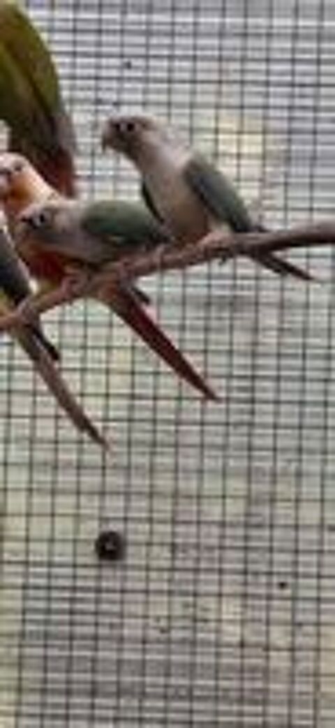   Conure molinea  