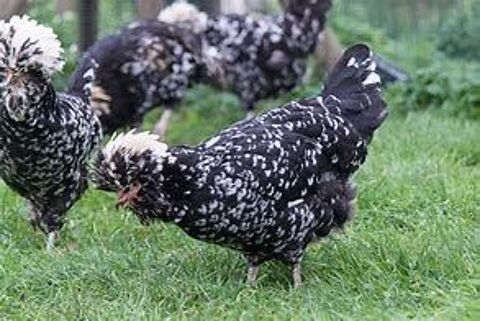Poule houdan idée cadeau anniversaire fêtes des mères :-) 34 77540 Courpalay