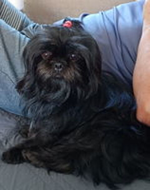   Femelle Shih Tzu  