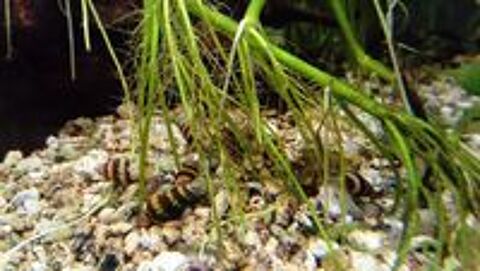   Escargots d'aquarium anentome helena 
