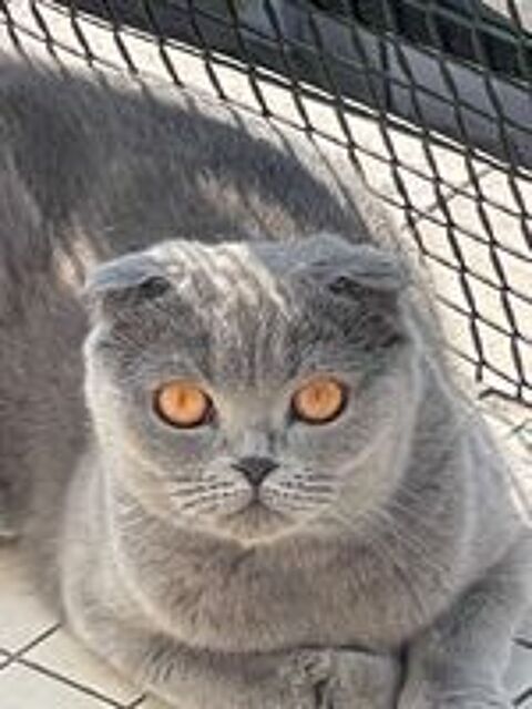   femelle scottish fold 2ans. 