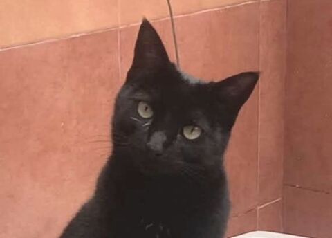 COCO 220 95610 ragny
