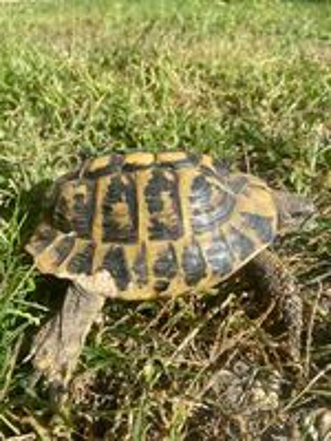   Tortue 8 ans  
