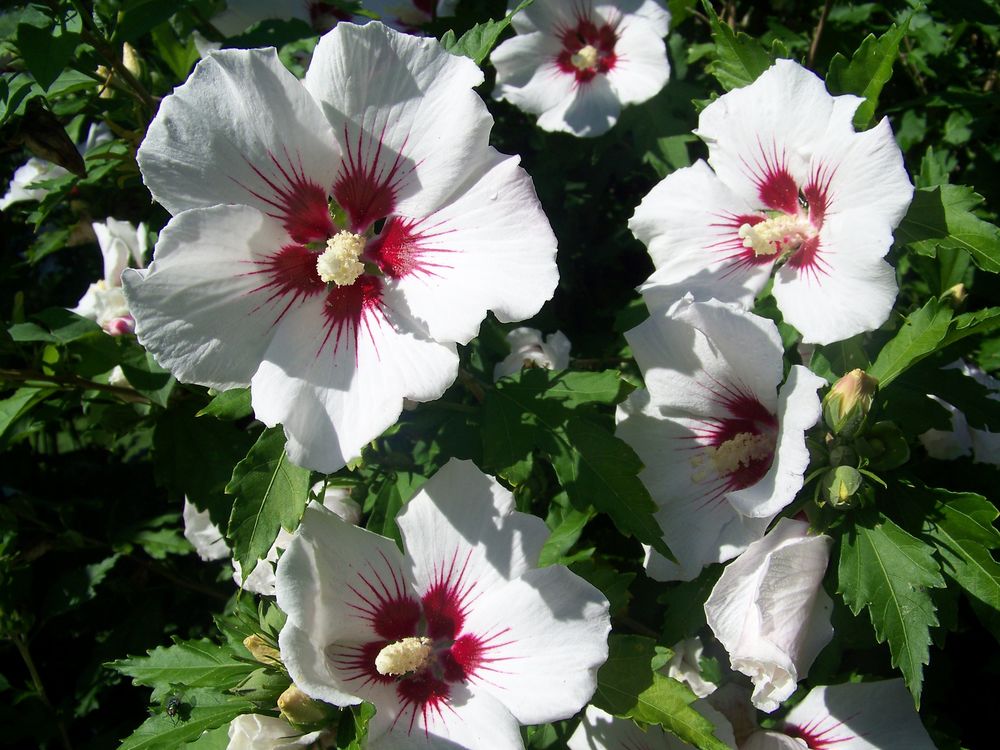 S&egrave;ve de bouleau , nombreuses plantes et arbuste de jardin. Jardin