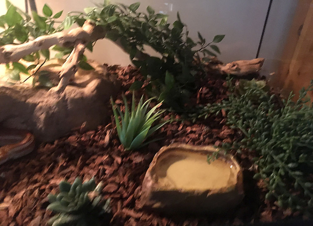 Terrarium &eacute;quip&eacute; pour serpents des bl&eacute;s Meubles