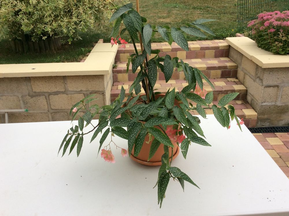 begonia maculata Jardin