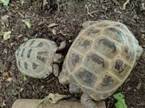   Tortues  