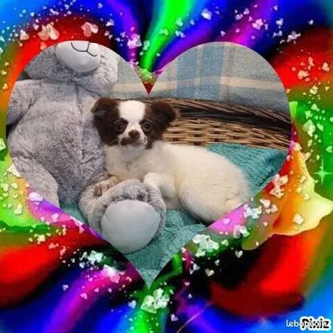 Chiot Chihuahua poils longs mâle 500 18140 Prcy