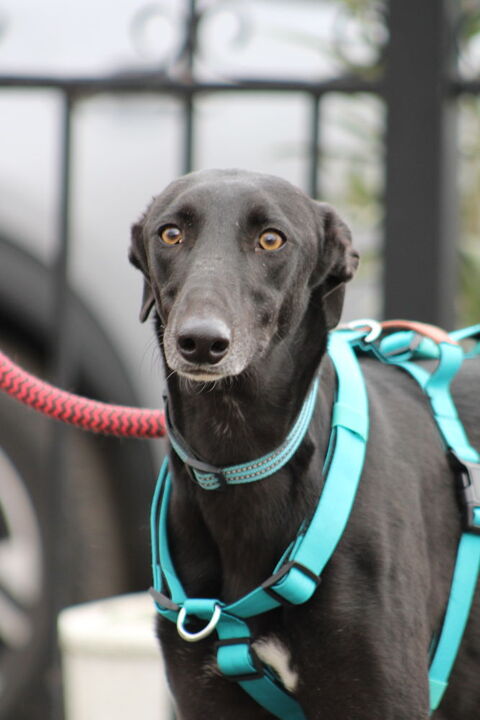 MULATO🩵 Tr&egrave;s gentil, joueur et d&eacute;j&agrave; Fan des bisous 315 24140 Douville