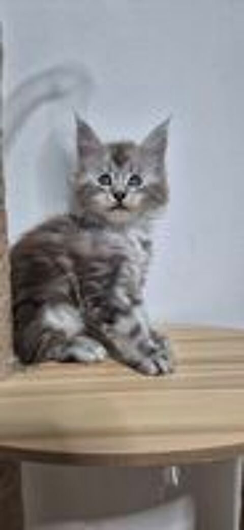   2 mâles et 1 femelle maine coon disponible  