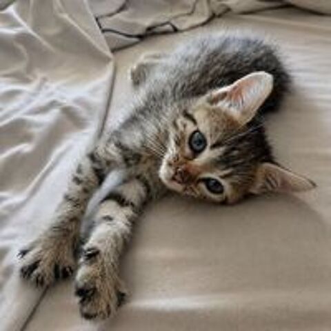   BOUBOULE 