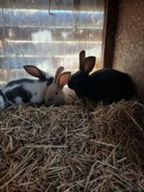   LAPINS DES FLANDRE / PAPILLON 