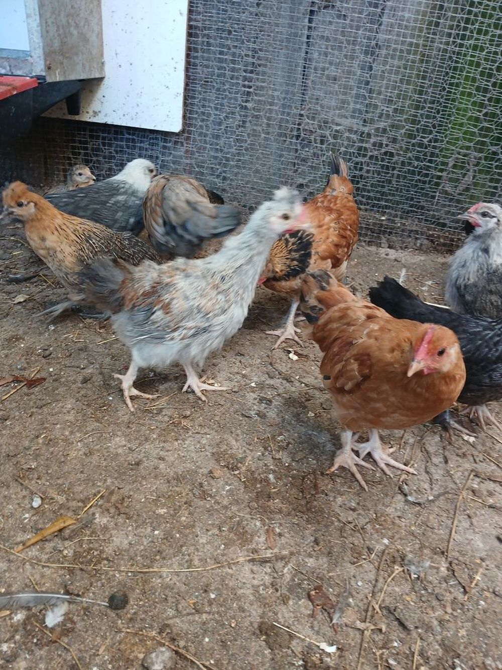   Duo de poule naine et coq négre soie de couleur 