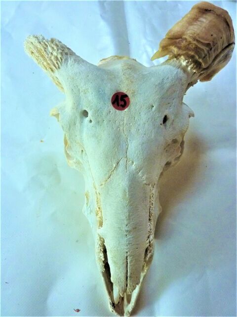 T�TES Animal Naturalis�es 35 Saint-M�dard-en-Jalles (33)