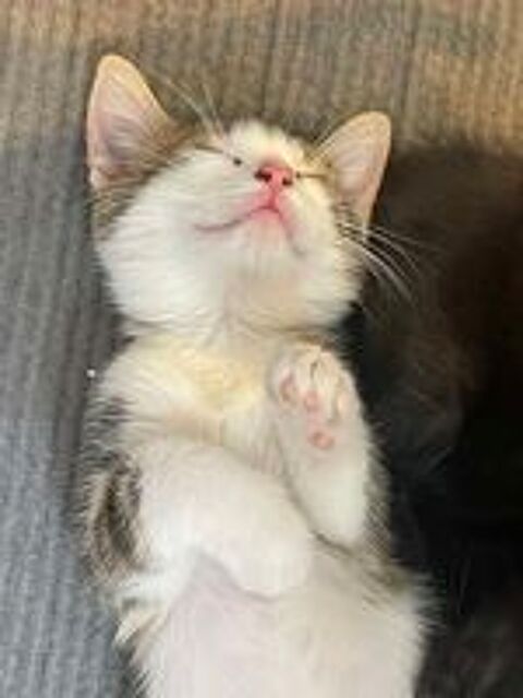   Timut un petit coeur à prendre 