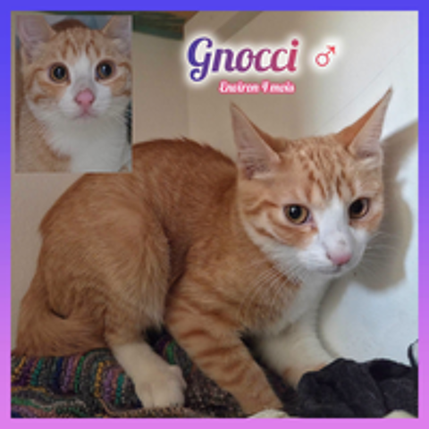   Gnocci à l'adoption 
