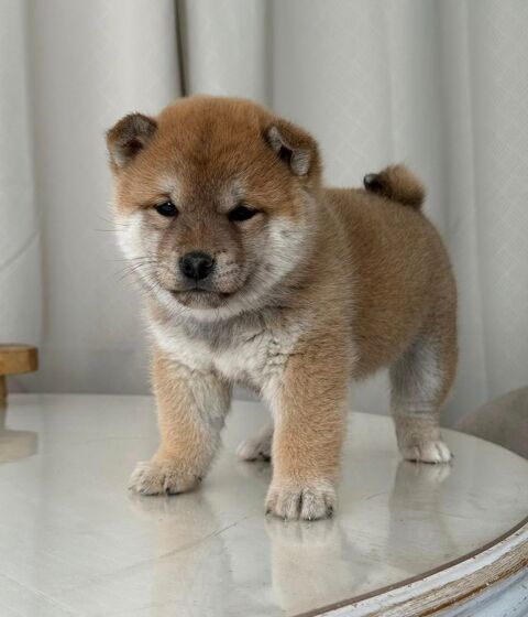 Mame Shiba � Lign&eacute;e japonaise, mini gabarit � Livraison partout en France 🦊 3490 66450 Pollestres