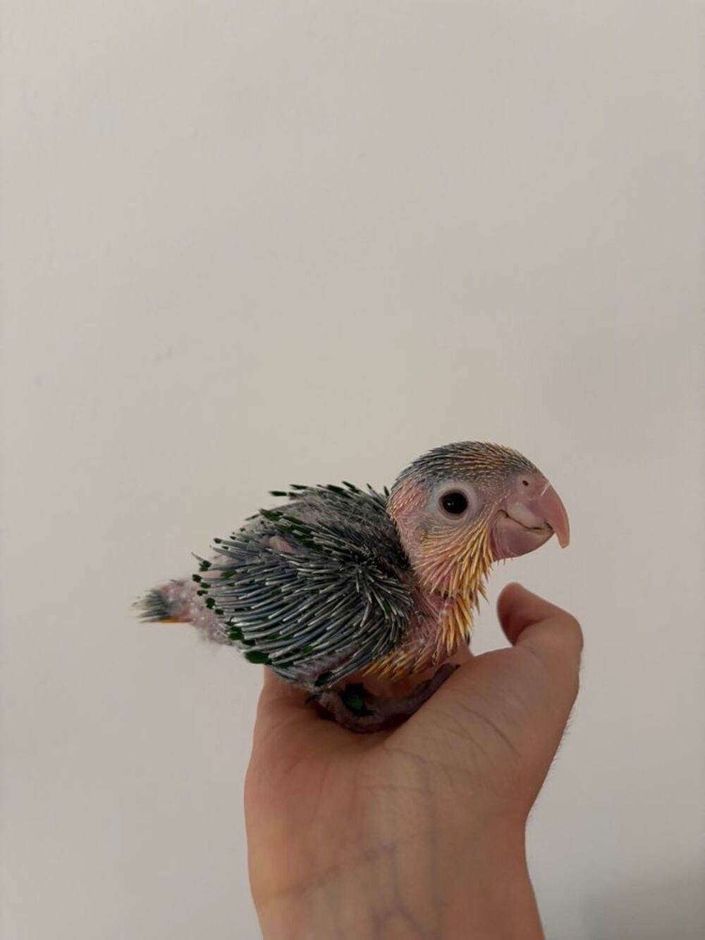   oiseau à vendre  