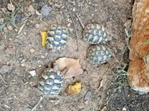   Tortues de jardin 