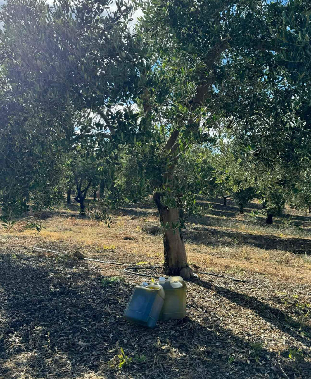 Huile d'olive du Portugal Jardin