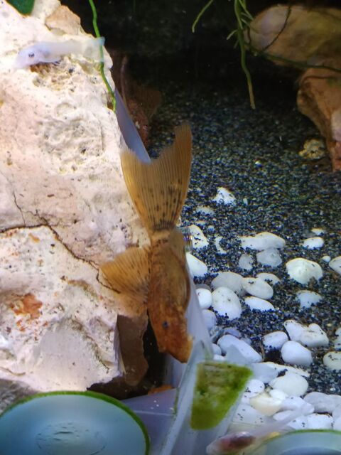 Ancistrus SP red long fin 10 94380 Bonneuil-sur-marne